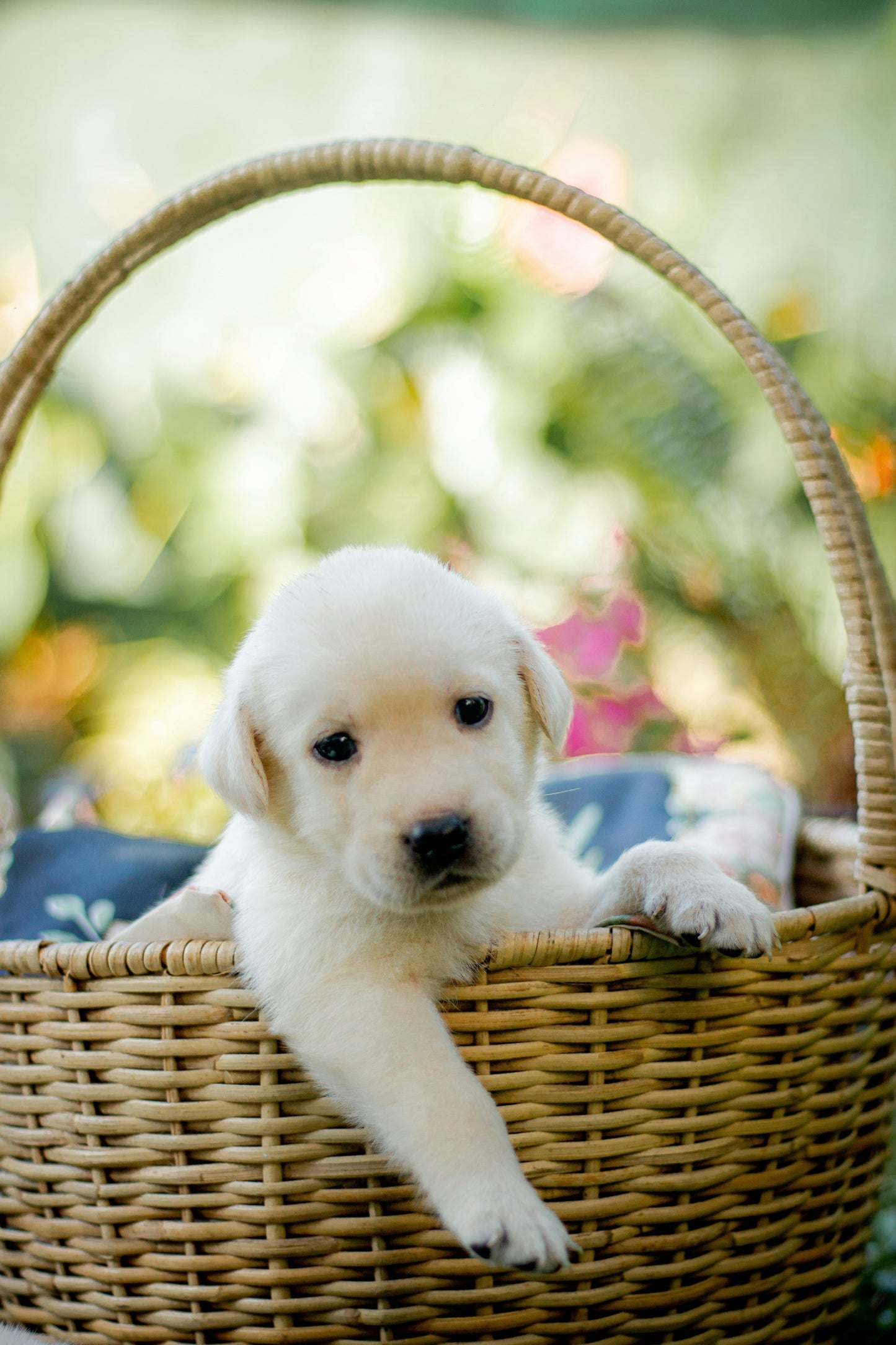 From Puppy To Best Friend-The Complete First-Year Puppy Guide (PDF Download)